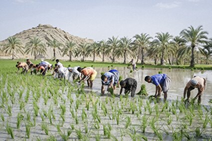 کشت بهاره برنج در قصر قند سیستان و بلوچستان