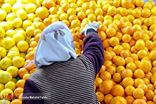 قیمت انواع میوه و سبزیجات در میادین و بازار‌های میوه و تره‌بار اعلام شد