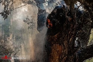 مشارکت هلال‌احمر در اطفای حریق جنگل‌های تنکابن